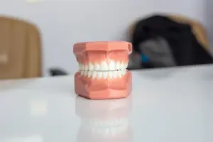 Model of human teeth on table