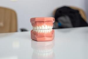 Model of human teeth on table